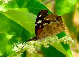 Image of Libytheana carinenta mexicana Michener 1943