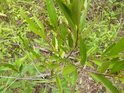 Image of Quassia bidwillii (Hook. fil.) Nooteboom