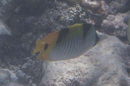 صورة Chaetodon falcula Bloch 1795