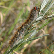 Image de Lasiocampa eversmanni Eversmann 1843