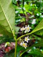 Image of Solanum oppositifolium Ruiz & Pav.