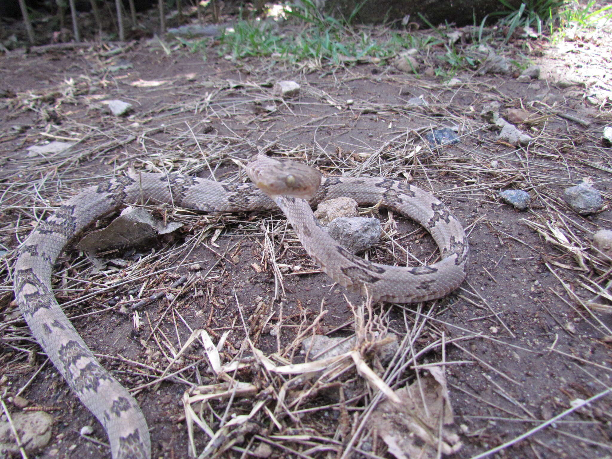 صورة Trimorphodon biscutatus (A. M. C. Duméril, Bibron & A. H. A. Duméril 1854)