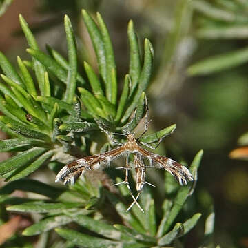 Image of Dejongia californicus (Walsingham 1880)