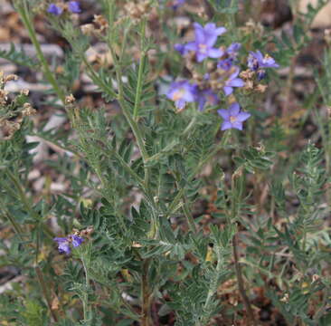 Image de Polemonium foliosissimum var. molle (Greene) Anway