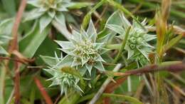 Image de Eryngium armatum (S. Wats.) Coult. & Rose