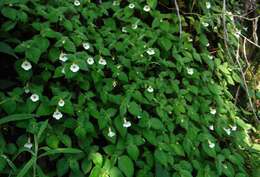 Image of Achimenes occidentalis C. V. Morton