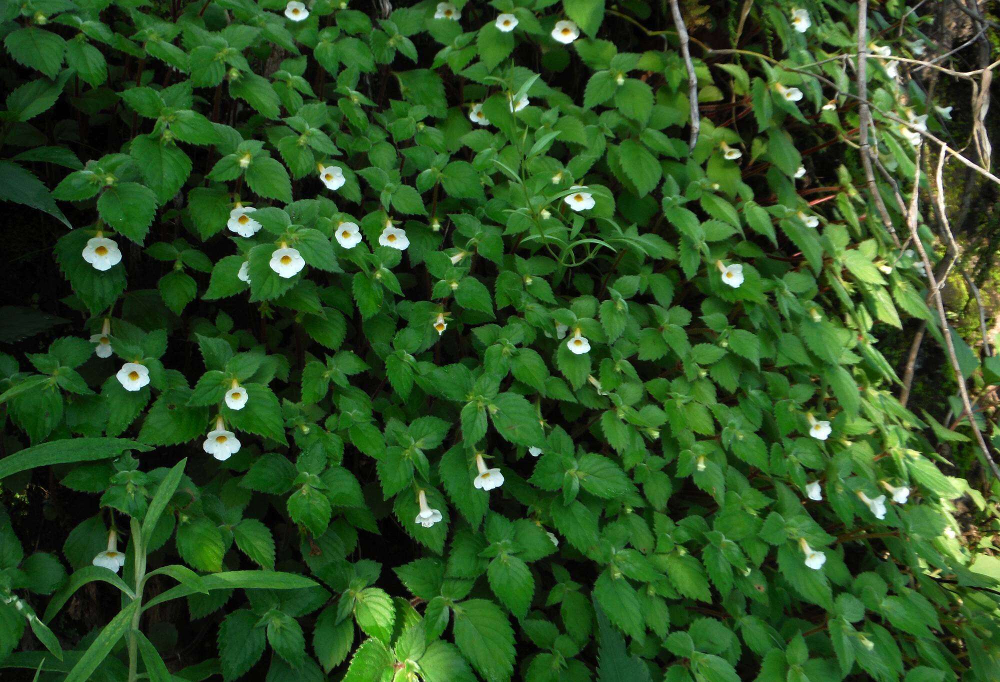 Image of Achimenes occidentalis C. V. Morton