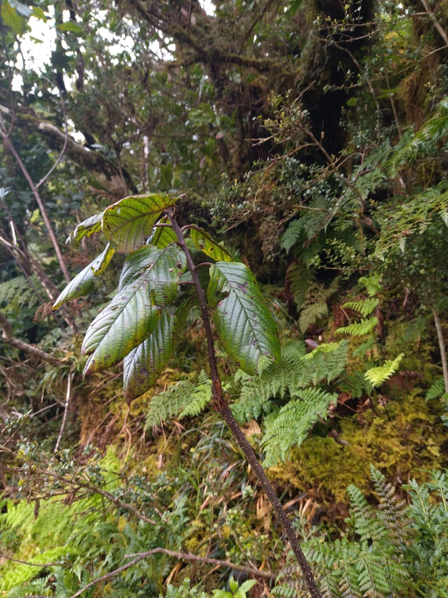 Image de Frangula azorica Grubov