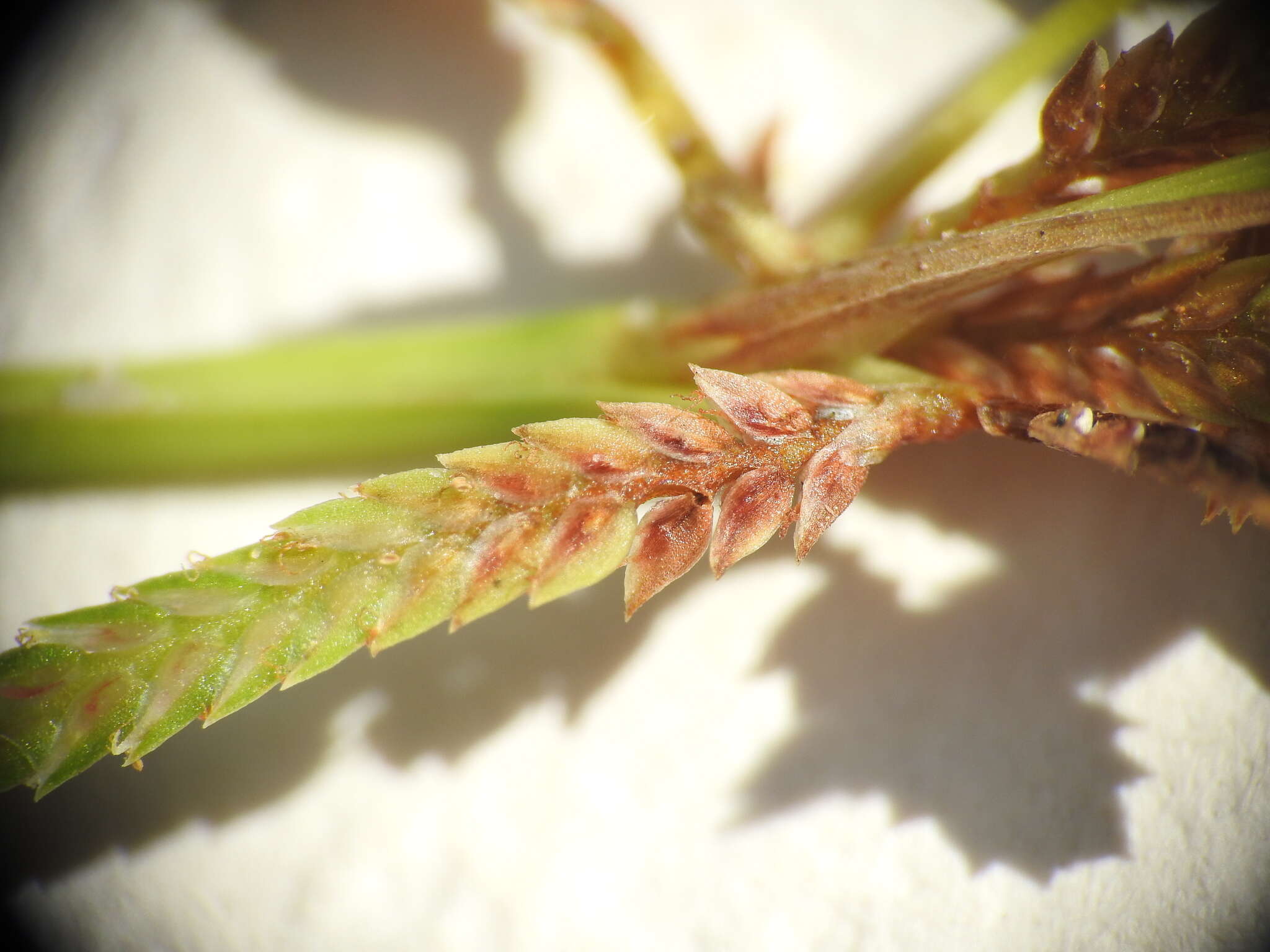 Image of Cyperus aquatilis R. Br.