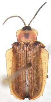 Image of Sceloenopla lampyridiformis Staines 2002