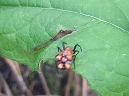 Image of Micrathena glyptogonoides Levi 1985