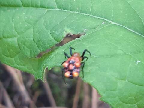 Image of Micrathena glyptogonoides Levi 1985