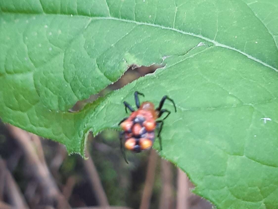 Image of Micrathena glyptogonoides Levi 1985