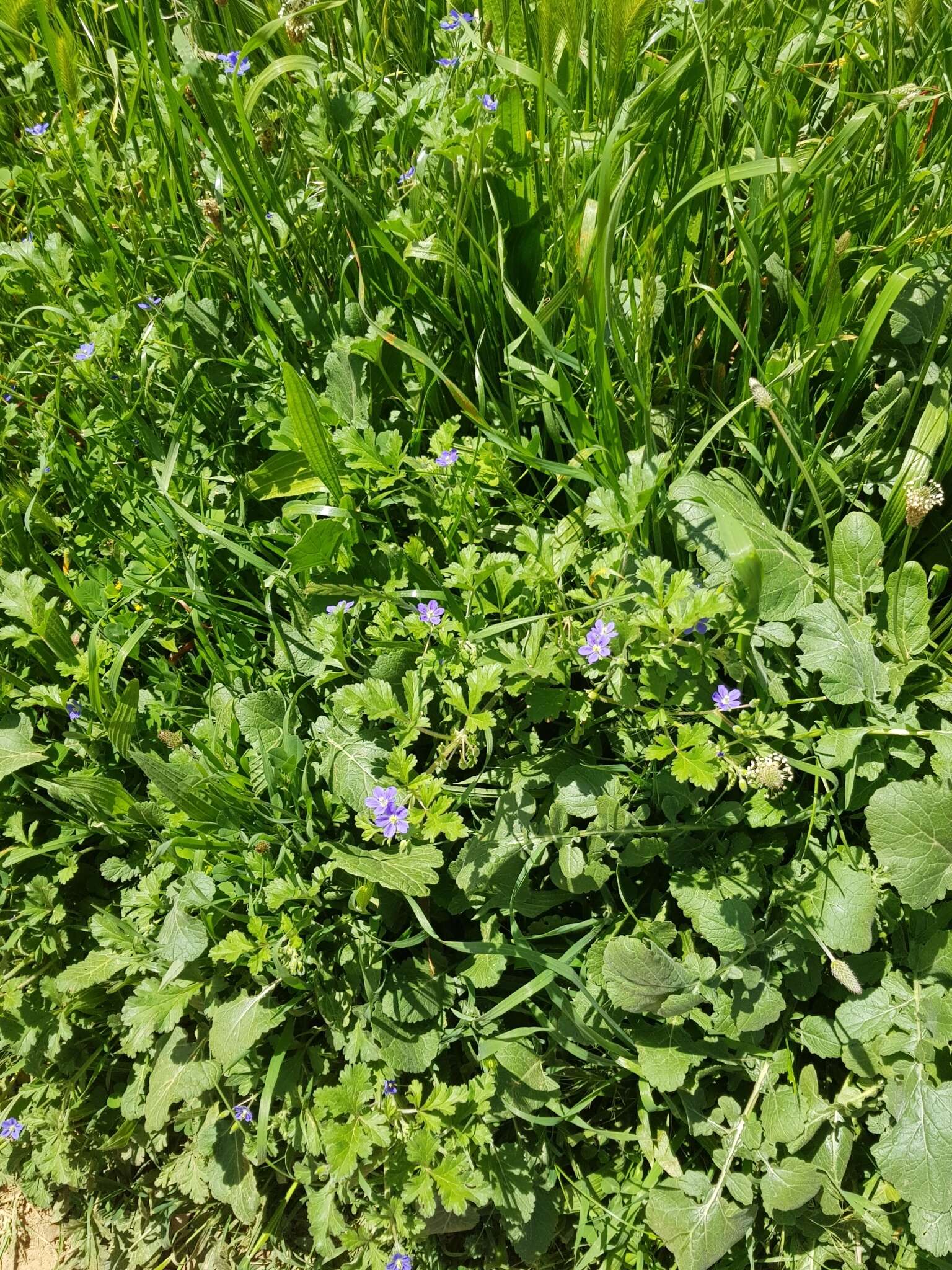 Слика од Erodium crinitum Carolin