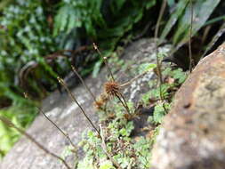 Imagem de Acaena anserinifolia (J. F. & G. Forst.) Druce