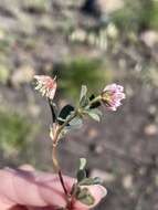 Слика од Trifolium gracilentum var. palmeri (S. Watson) McDermott