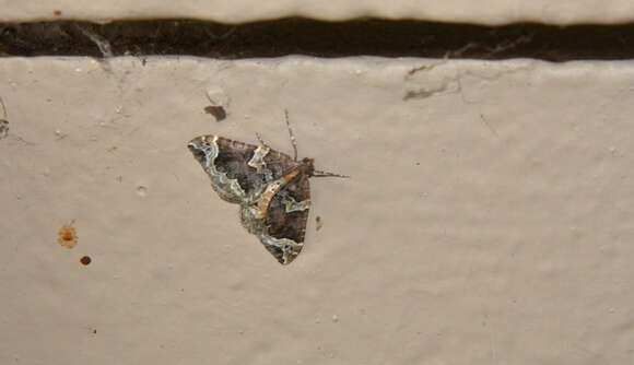 Image of Northwestern Phoenix Moth