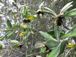 Image de Pittosporum crassifolium Banks & Sol. ex A. Cunningham