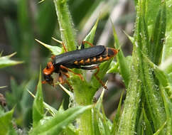 Image of <i>Cantharis marginiventris</i>