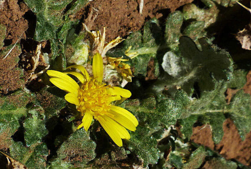 Image of Haplocarpha schimperi (Sch. Bip.) Beauv.