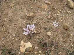 Image of Colchicum cretense Greuter