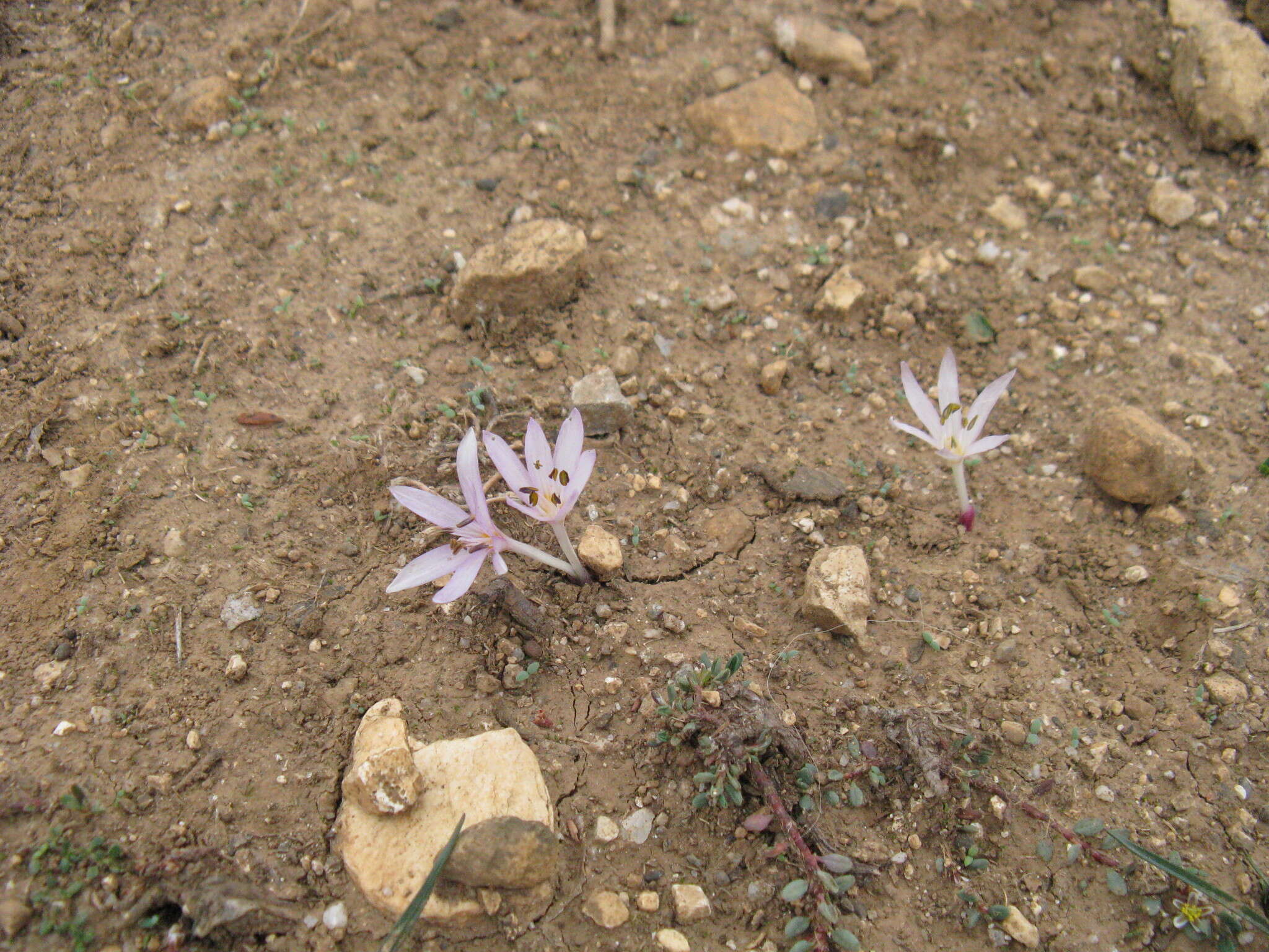 Image of Colchicum cretense Greuter