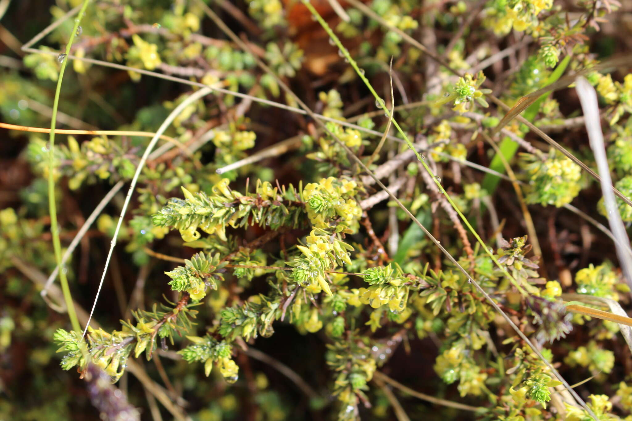 Image of Thymelaea dioica (Gouan) All.