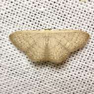 Image de Idaea uniformis Warren 1896