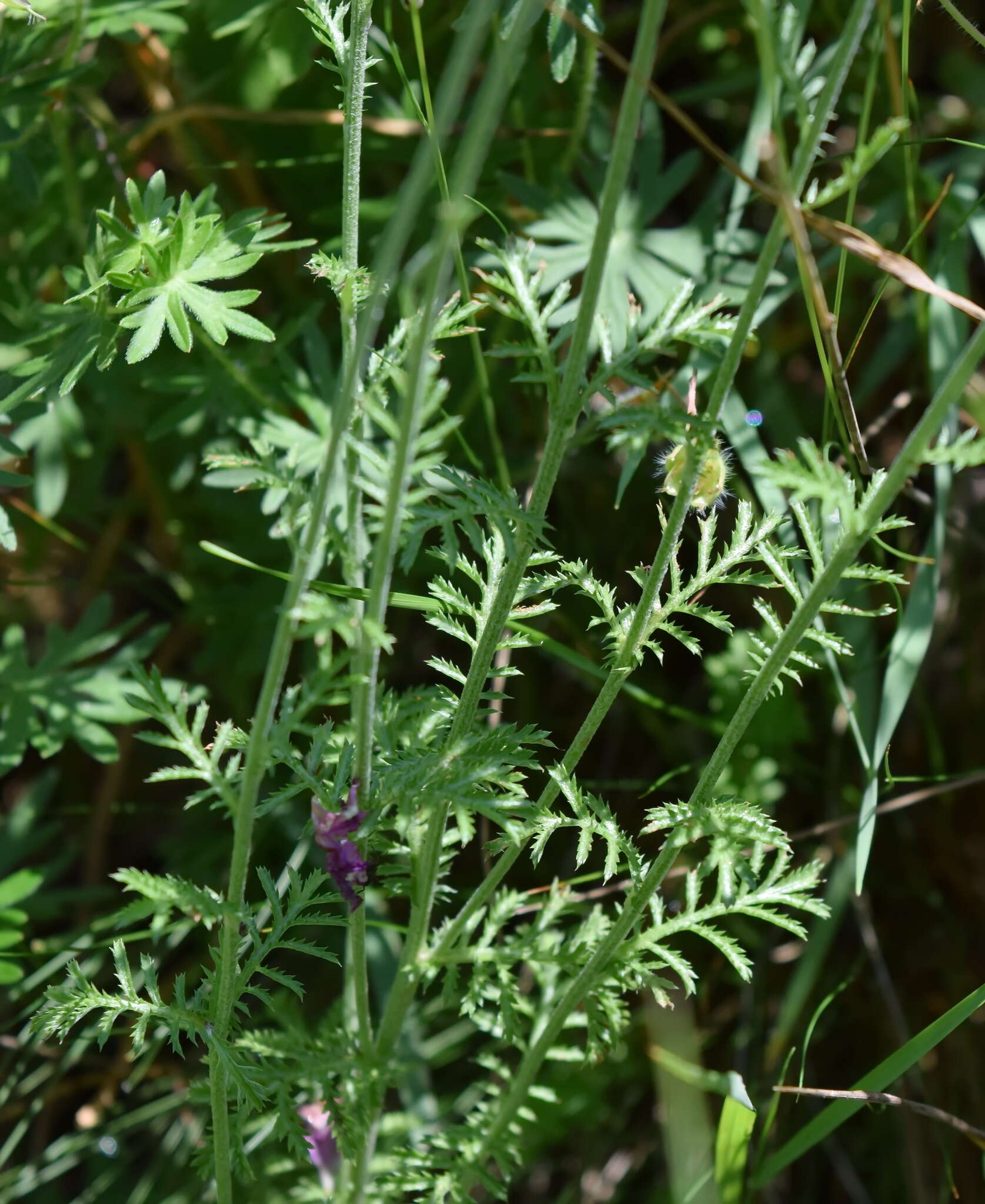 Image of Cota monantha (Willd.) Oberprieler & Greuter