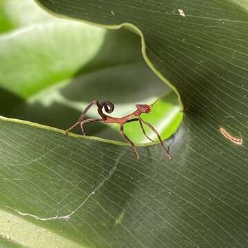 Image of Extatosoma tiaratum (Macleay & W. S. 1826)