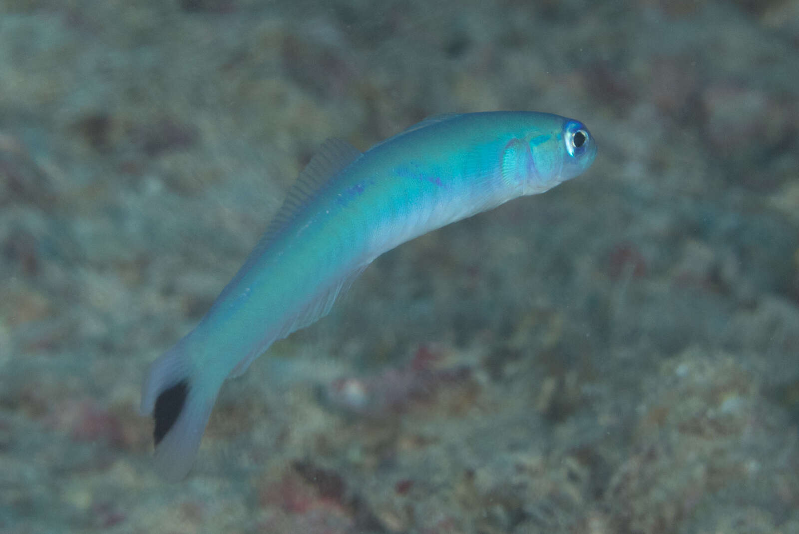 Image of Blacktail goby