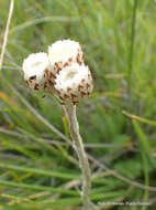 Image of Helichrysum albobrunneum S. Moore