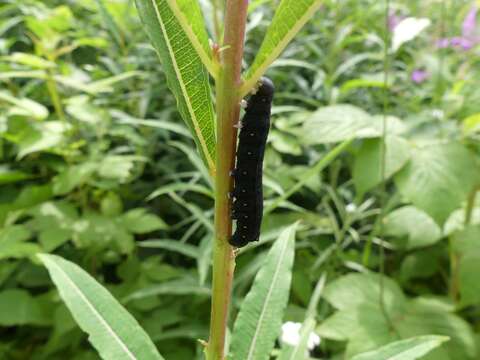 Proserpinus flavofasciata (Walker 1856) resmi