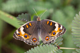 Image of Junonia orithya wallacei Distant 1883