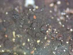 Image of placynthiella lichen