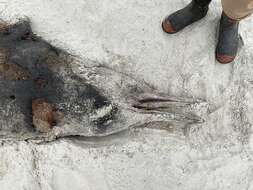 Image of Gray's Beaked Whale