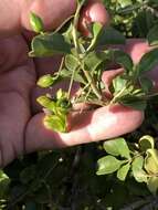 صورة Eremophila serrulata (A. DC.) Druce