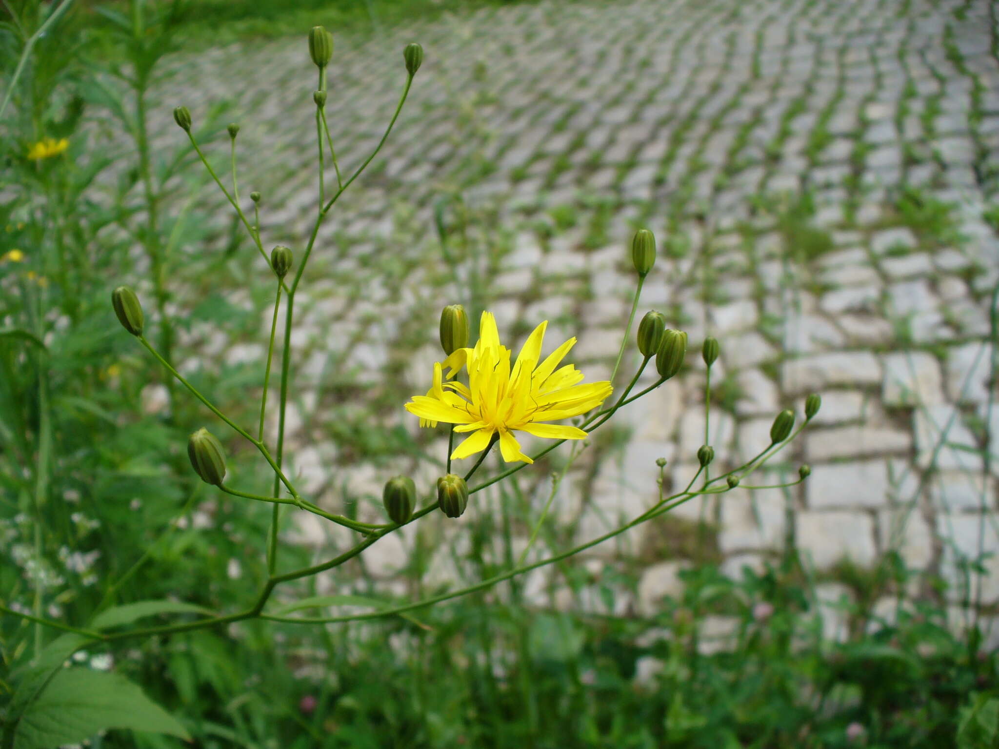 Image of Lapsana communis subsp. intermedia (M. Bieb.) Hayek