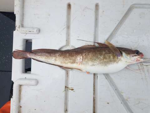 Image of Red hake