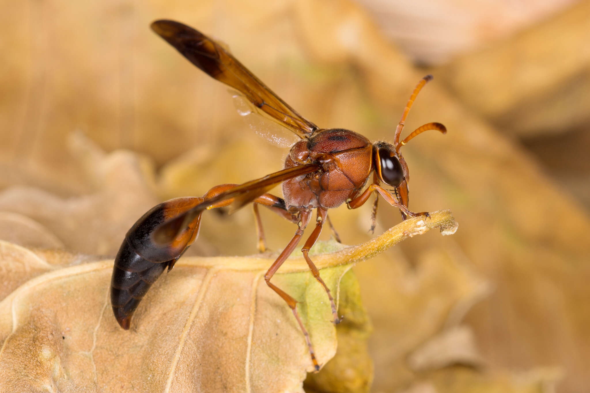 Image of Caterpillar hunting wasp