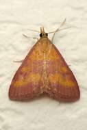 Image of Southern Purple Mint Moth