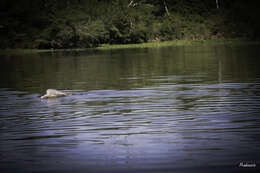 Image of Bolivian river dolphin