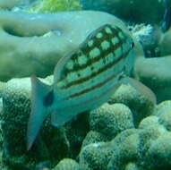 Image of Checkered Seaperch