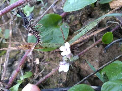 Image of Kickxia lanigera (Desf.) Hand.-Mazz.