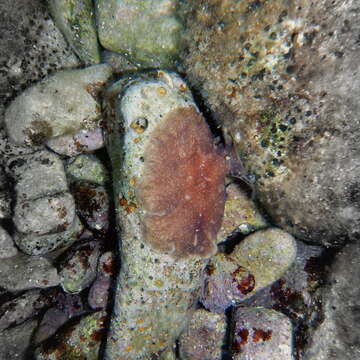 Image of brownspotted flatworm