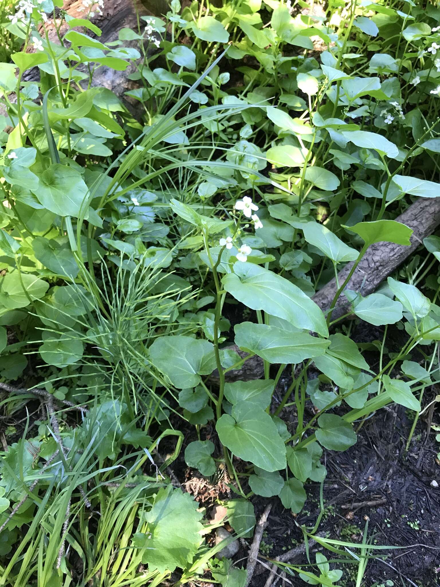 Image of Large Mountain Bittercress