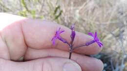 Tulbaghia violacea subsp. violacea resmi