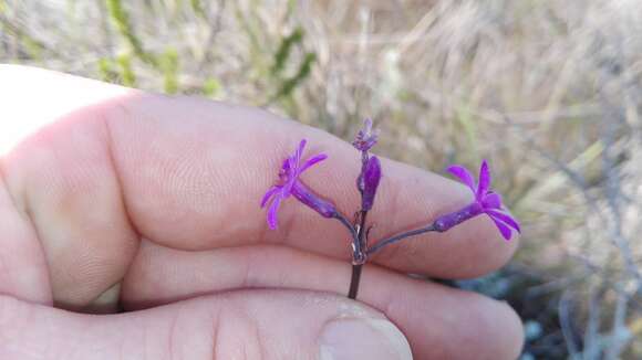 Tulbaghia violacea subsp. violacea resmi