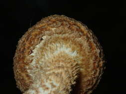 Image of Leucopholiota