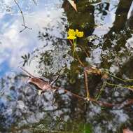 Image de Utricularia aurea Lour.